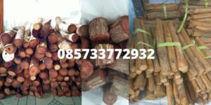 Dimana bisa membeli akar bajakah asli