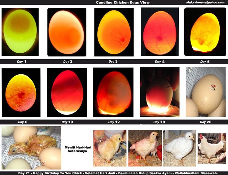 Chicken egg eggs candling stages hatching duck development days chickens old day chart incubation look chicks when incubating checked project Chicken Egg Eggs Candling Stages Hatching Duck Development Days Chickens Old Day Chart Incubation Look Chicks When Incubating Checked Project