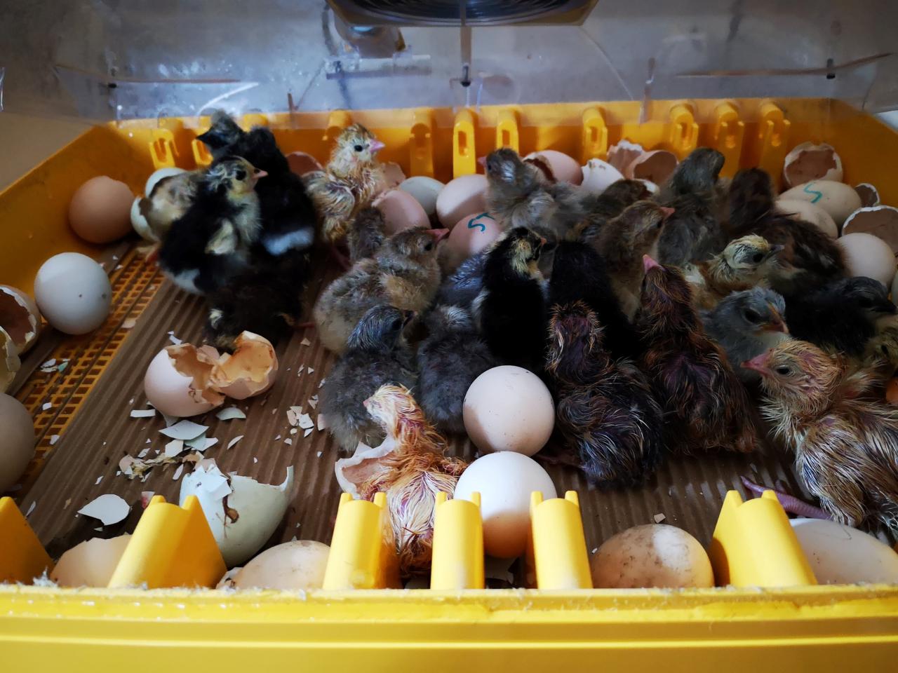 Hatching egg poultry Hatching Egg Poultry