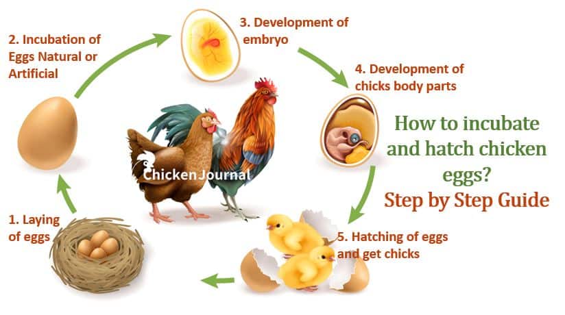 Chicken eggs hatching incubating step hatch incubate guide Berapa Lama Telur Ayam Menetas