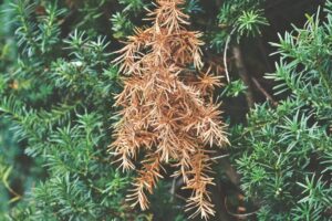 Cara membasmi gurem yang sudah menyebar di peternakan